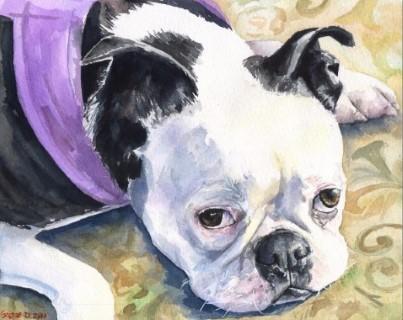 Print "Boston terrier" | Watercolor