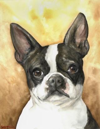 Print "Boston terrier" | Watercolor