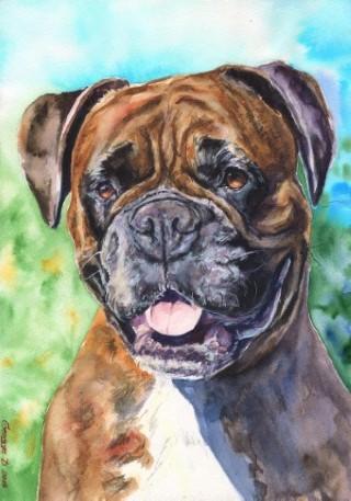 Print "Boxer" | Watercolor