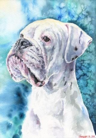 Print "White Boxer" | Watercolor