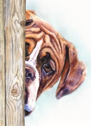 Print "Boxer" | Watercolor