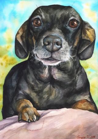 Print "Dachshund" | Watercolor
