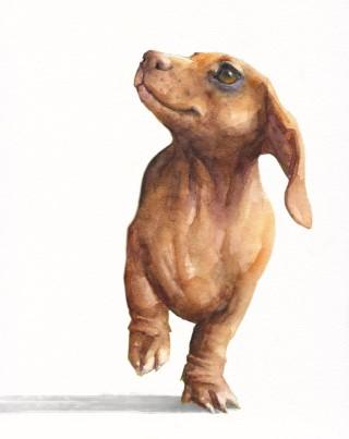 Print "Dachshund" | Watercolor