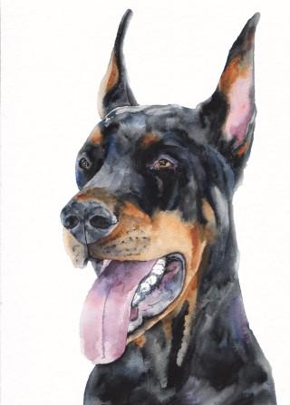 Print "Doberman" | Watercolor