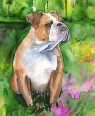 Print "English bulldog" | Watercolor