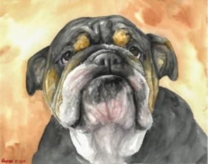 Print "English bulldog" | Watercolor