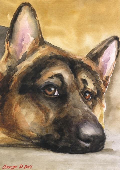 Print "German Shepherd" | Watercolor