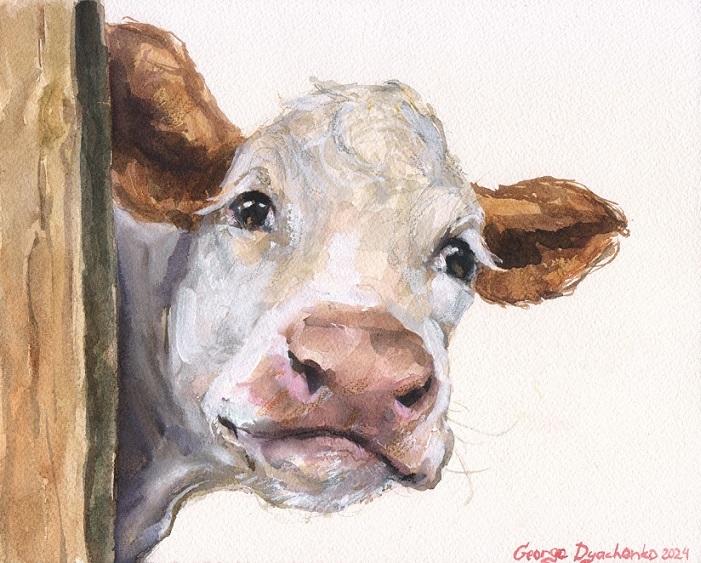 Print "Cute white calf" | Watercolor