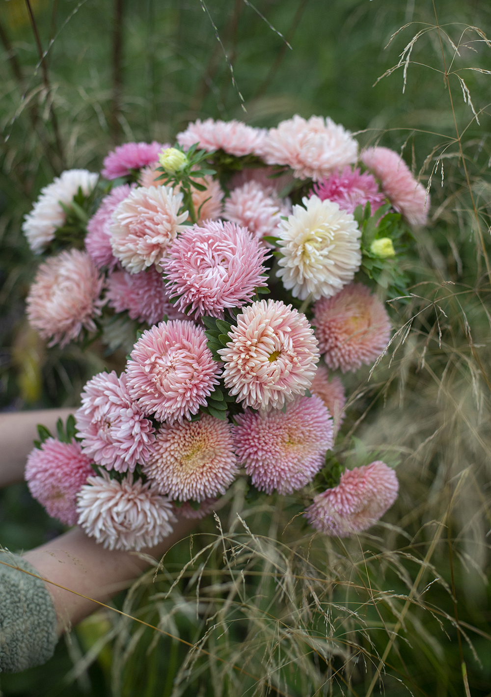 Астра Balloon chamois