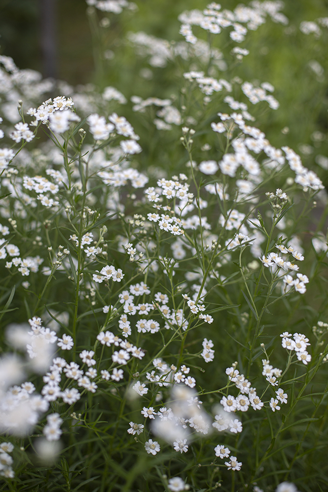Тысячелистник "The pearl"