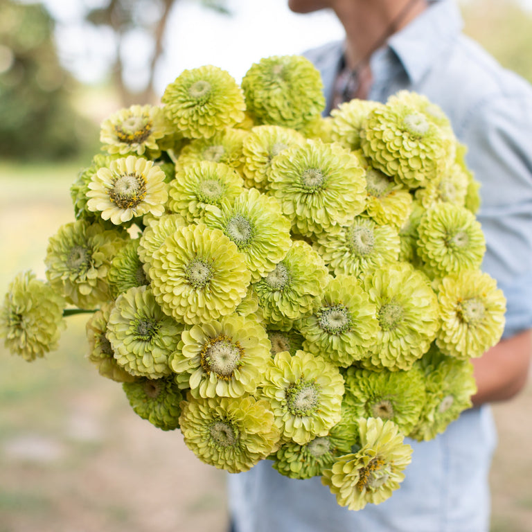 Цинния Benary's Giant  lime