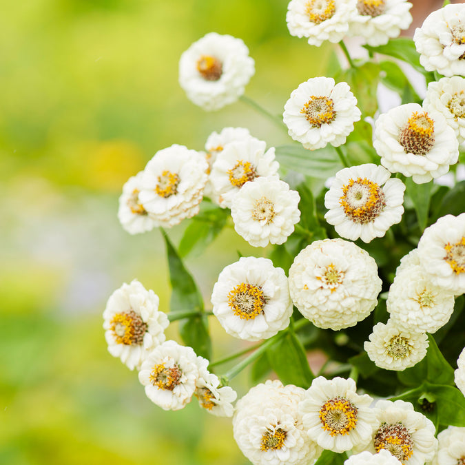 Цинния Benary's Giant White