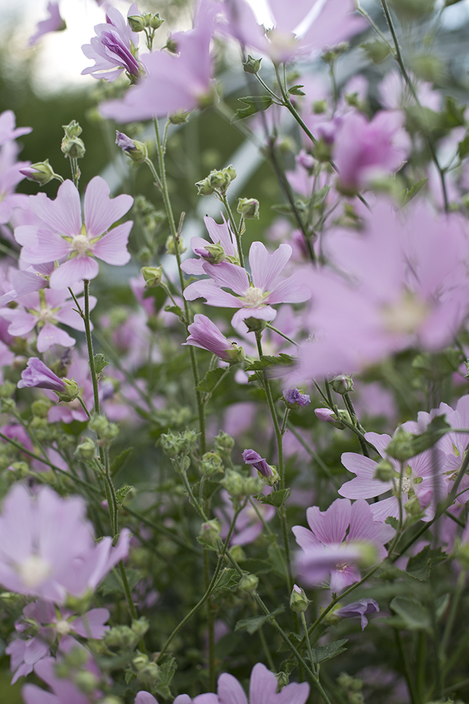 Лаватера тюрингенская