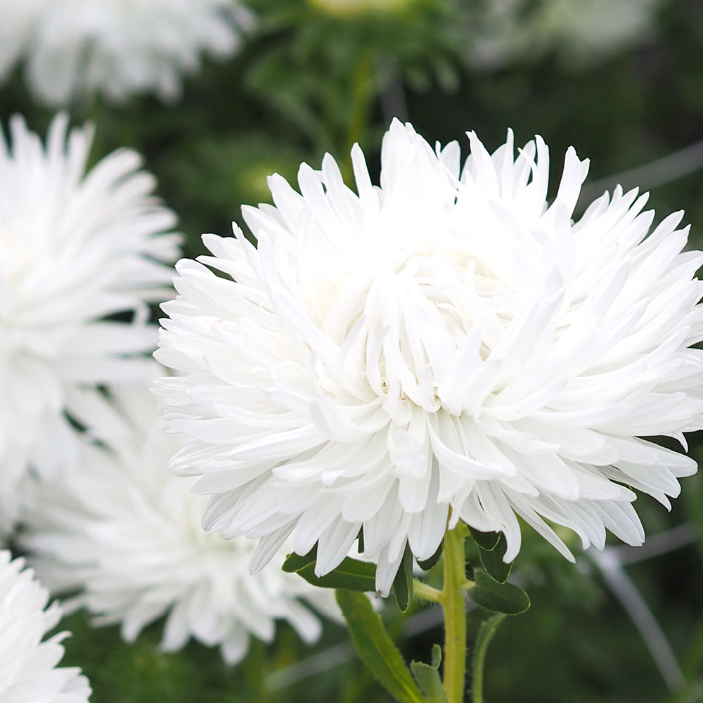 Астра King size White