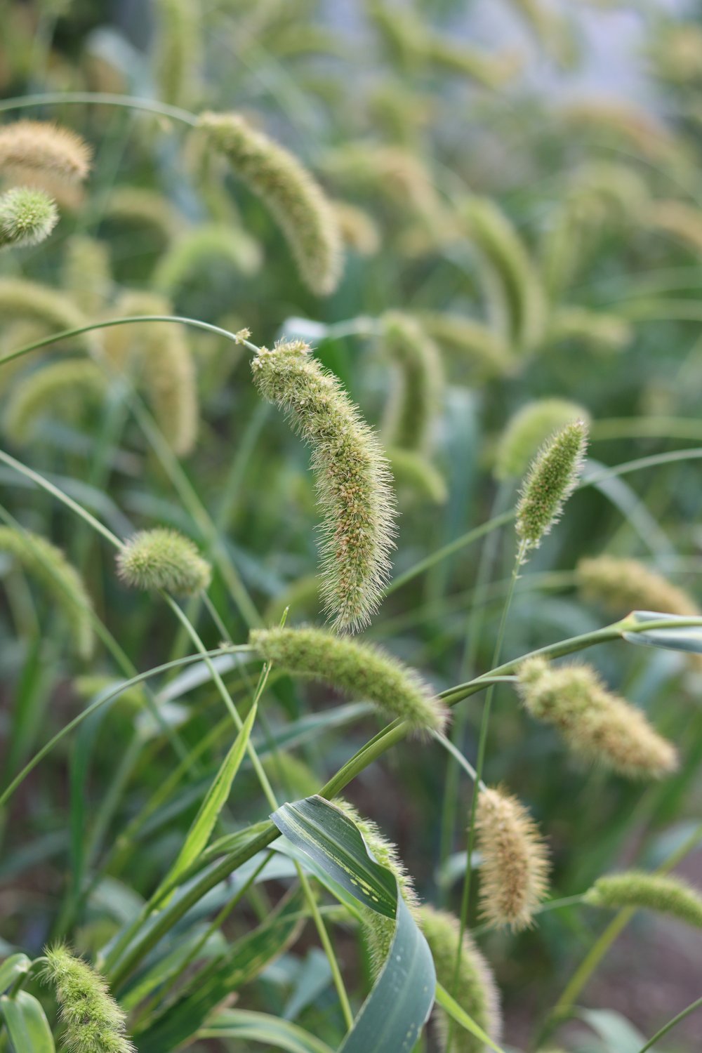 Могар Foxtail millet