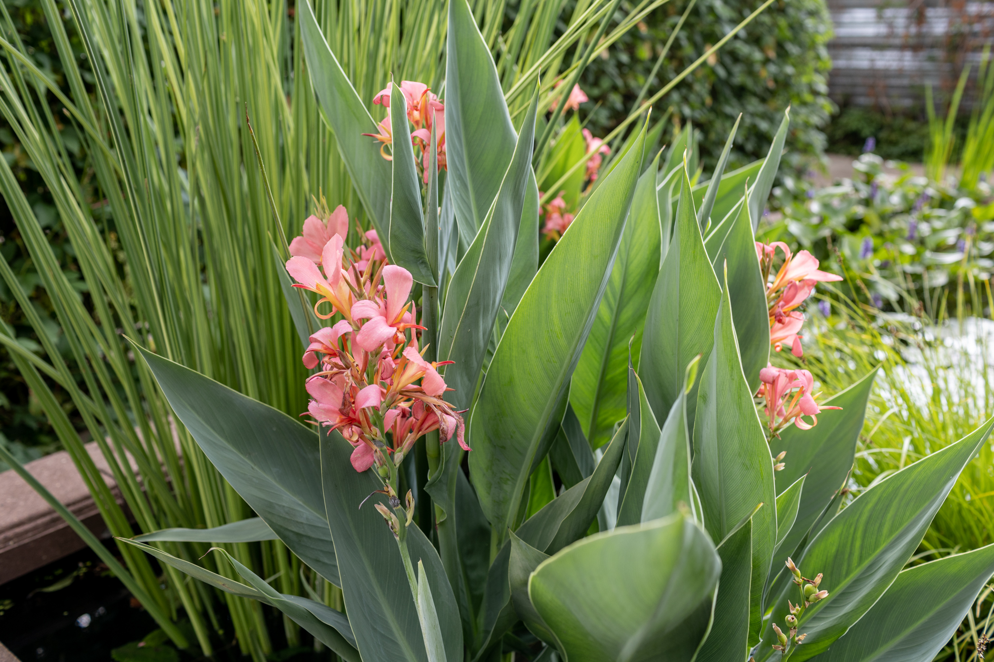 Канна серо-голубая «Erebus»
