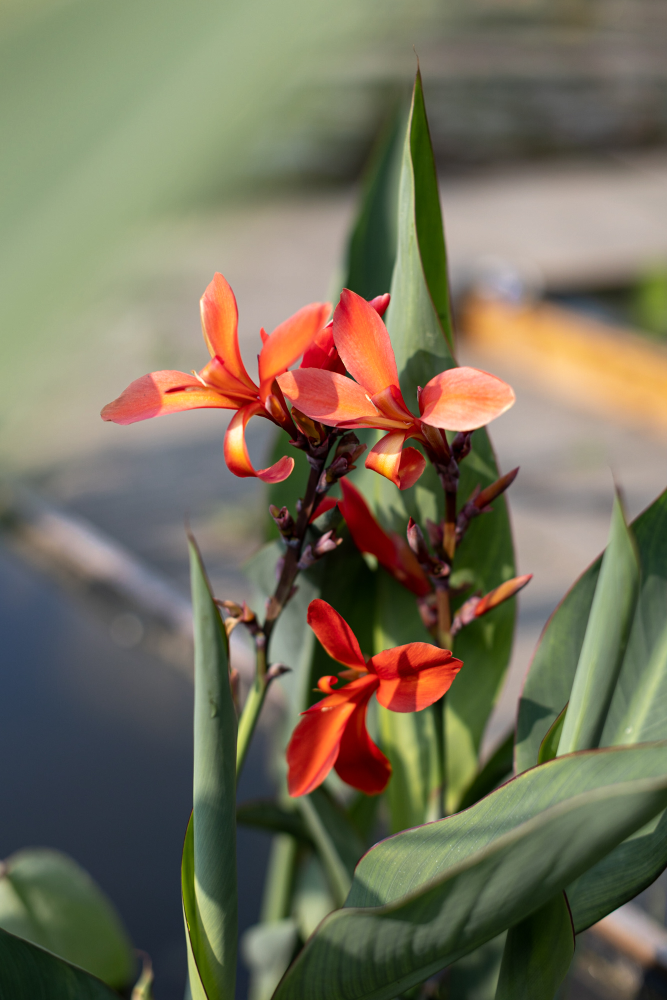 Канна серо-голубая «русский олимпийский огонь»
