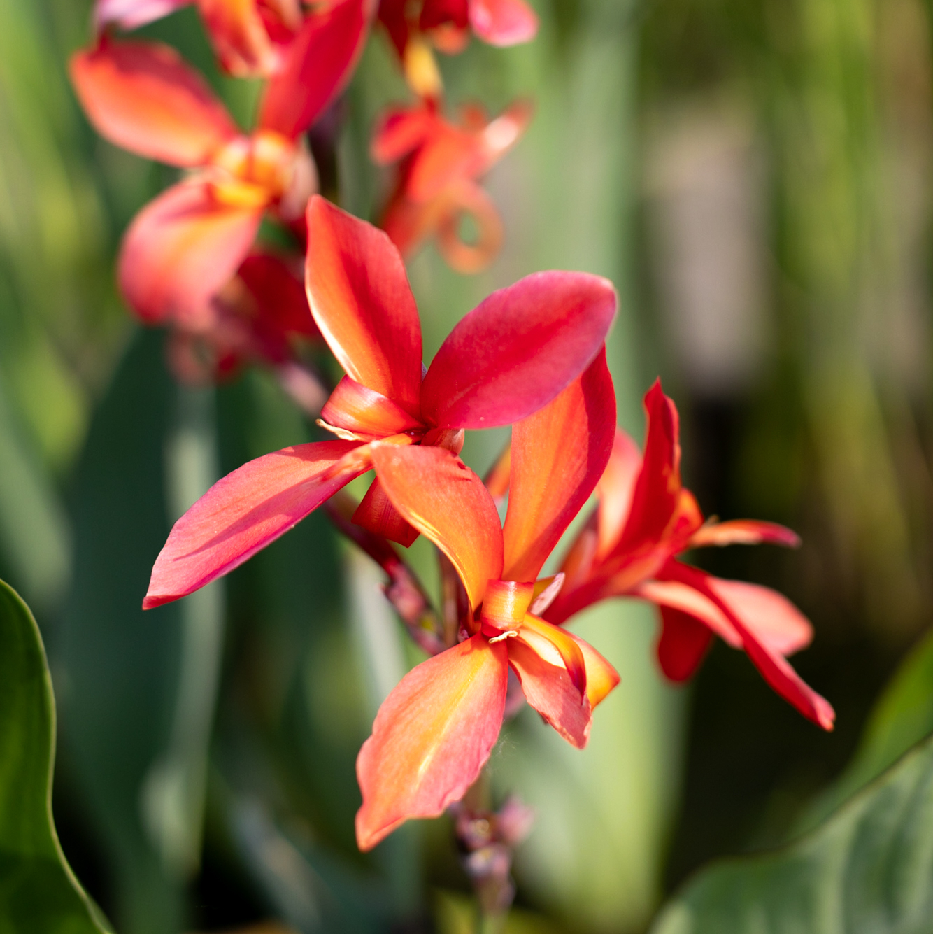 канна красная