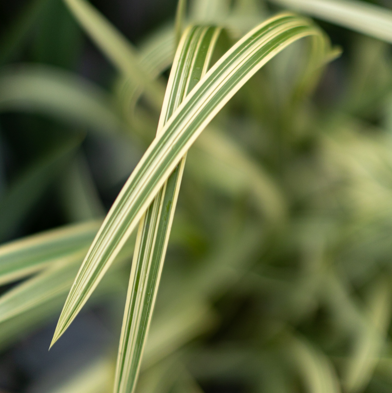 манник большой variegata