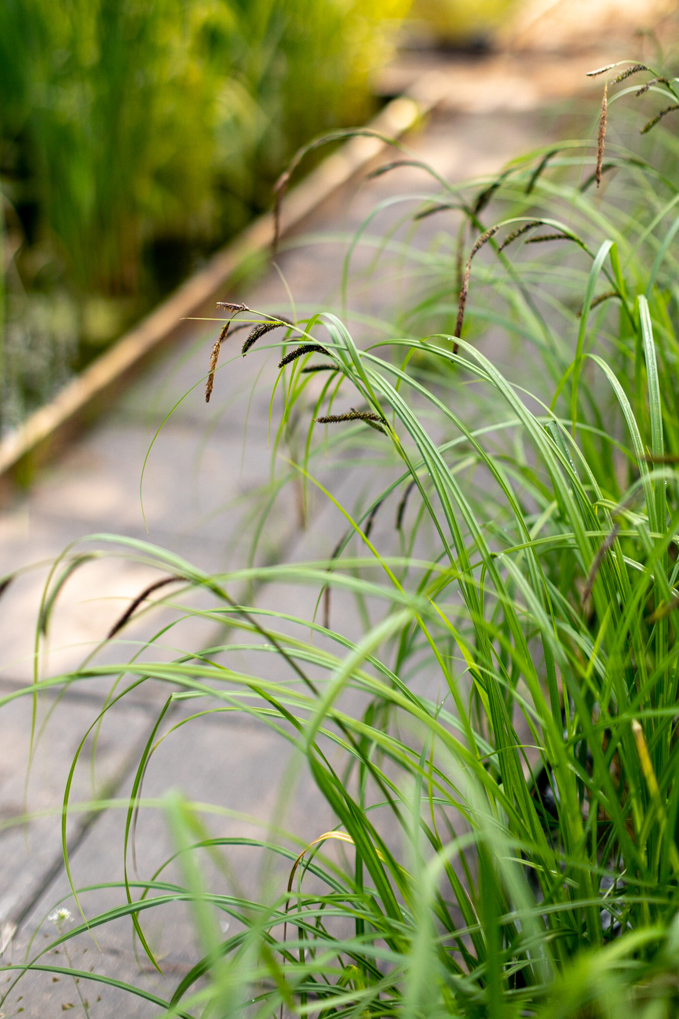 Осока черная