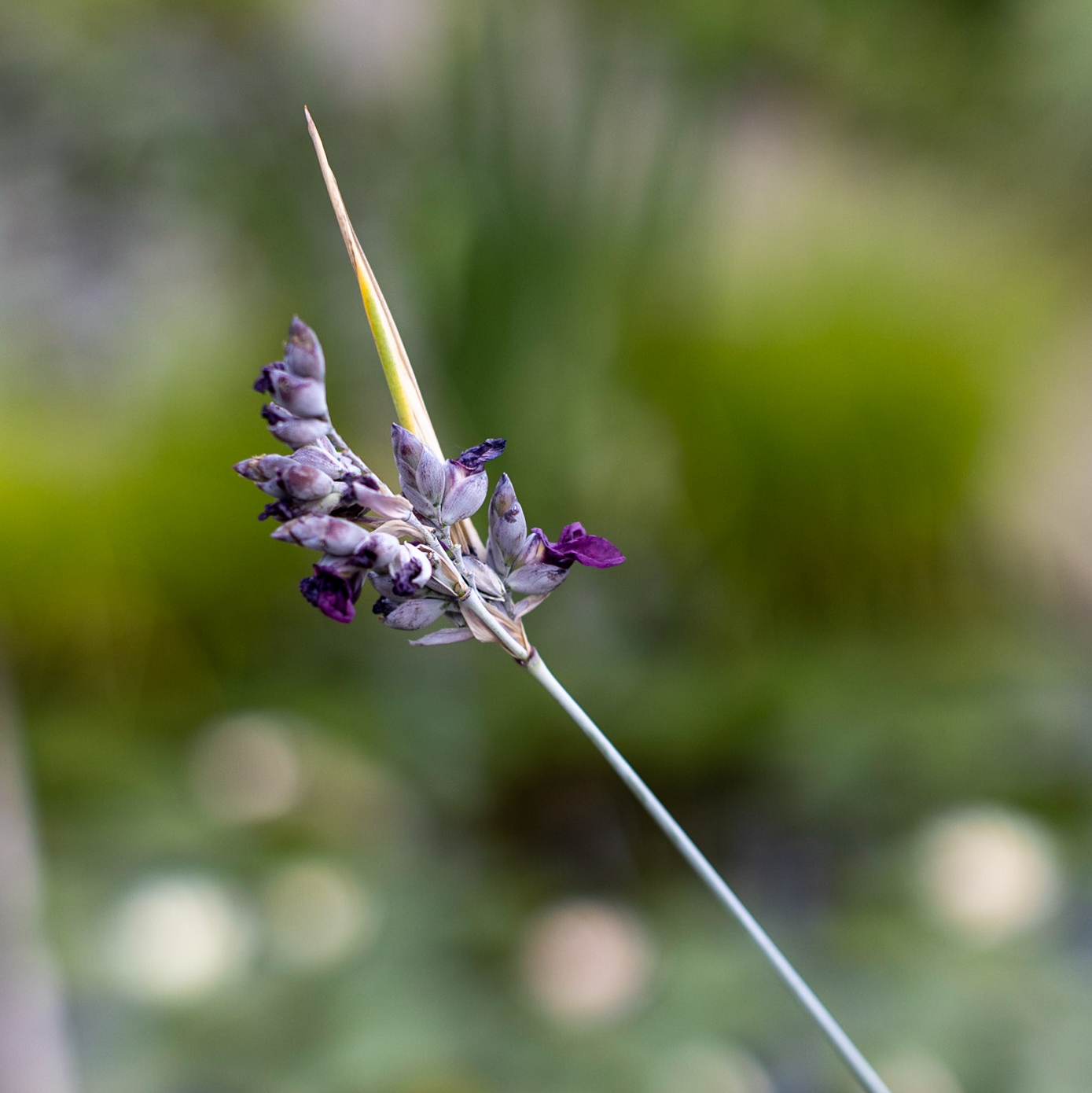 талия припудренная