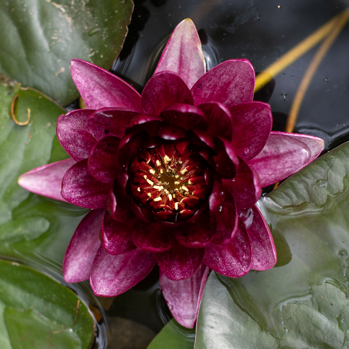 кувшинка almost black