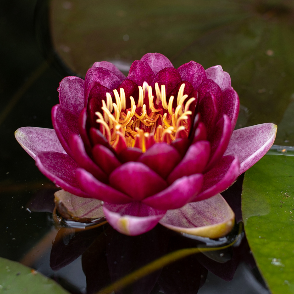 кувшинка almost black