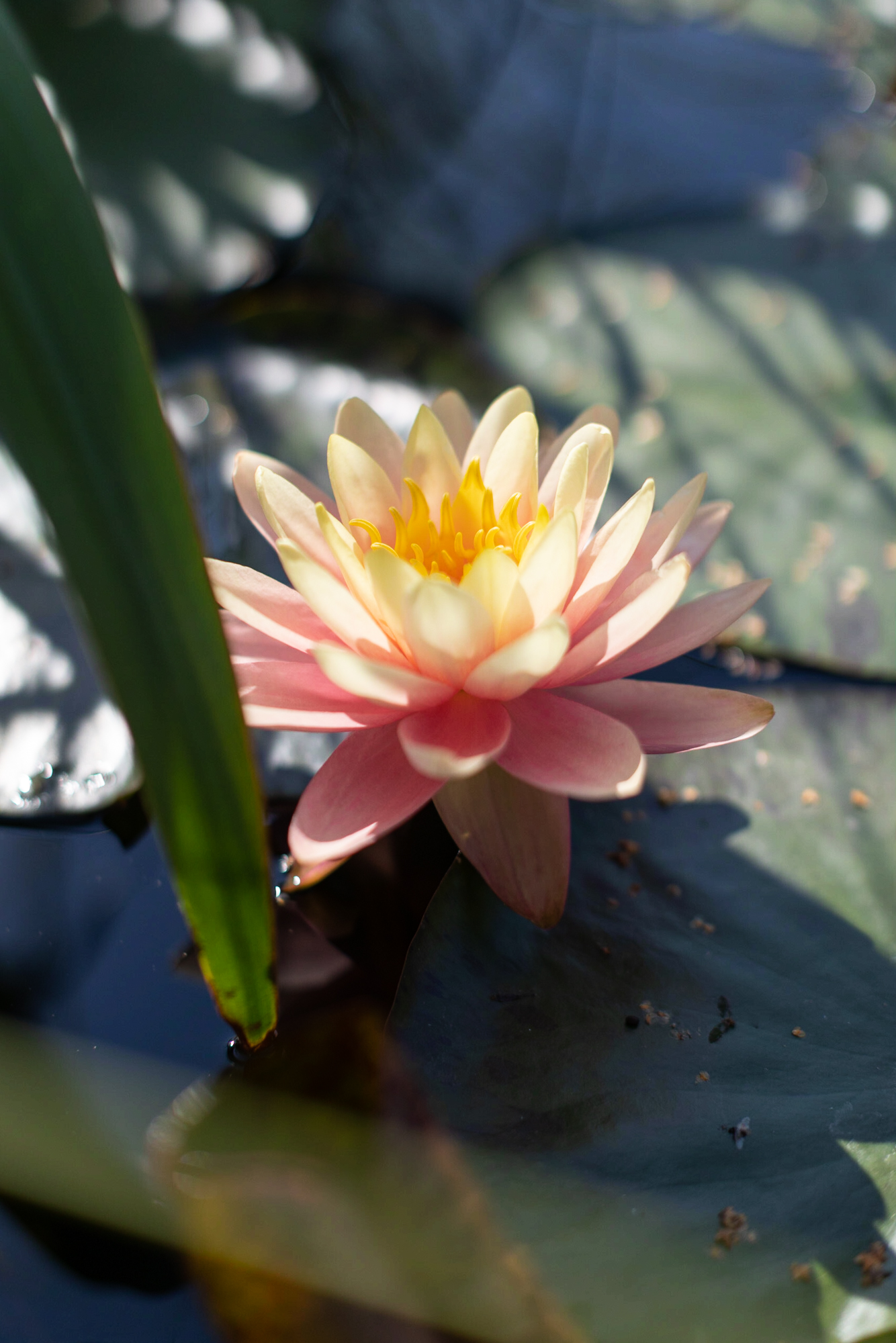 Кувшинка Perry's Autumn Sunset