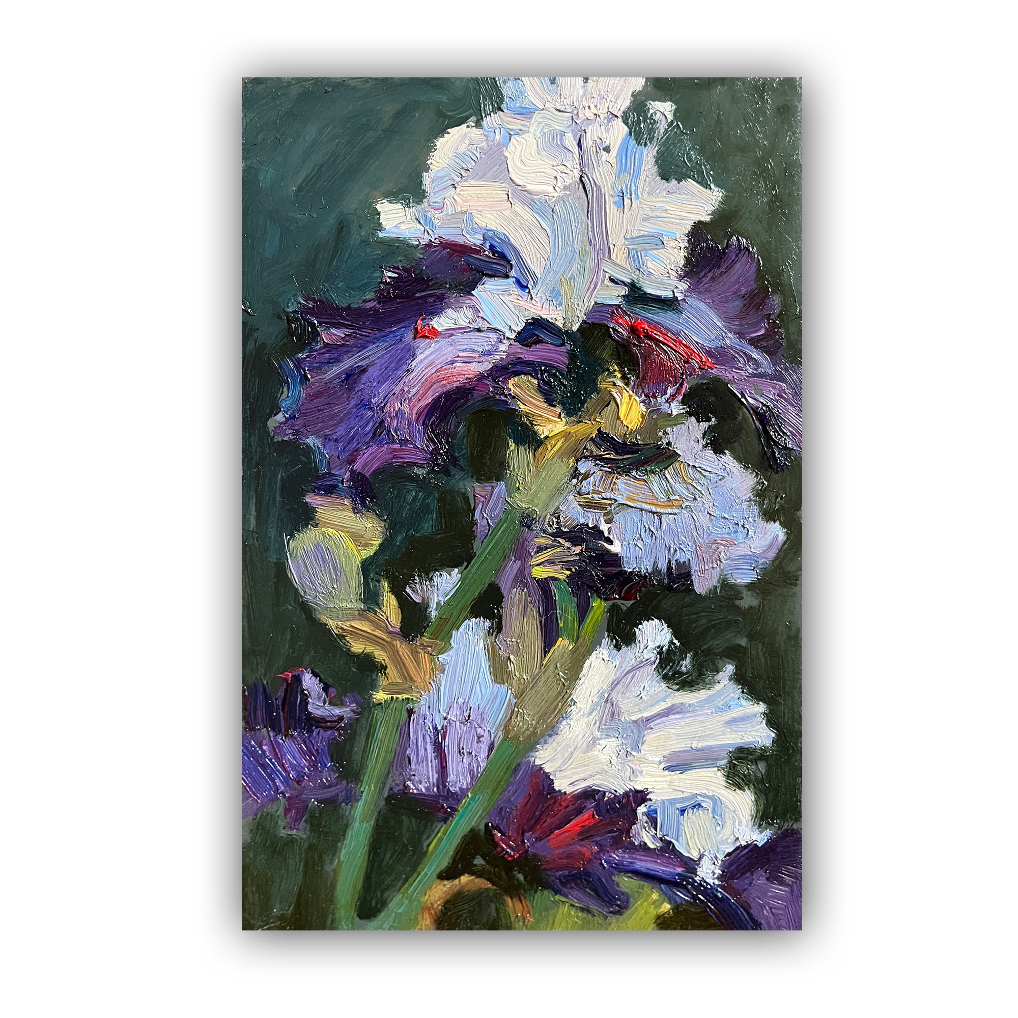 Ирис голубой