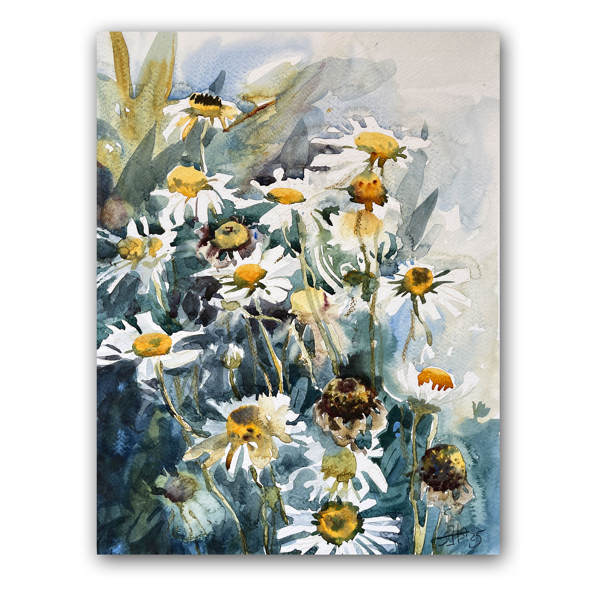 Картина "Ромашки садовые"