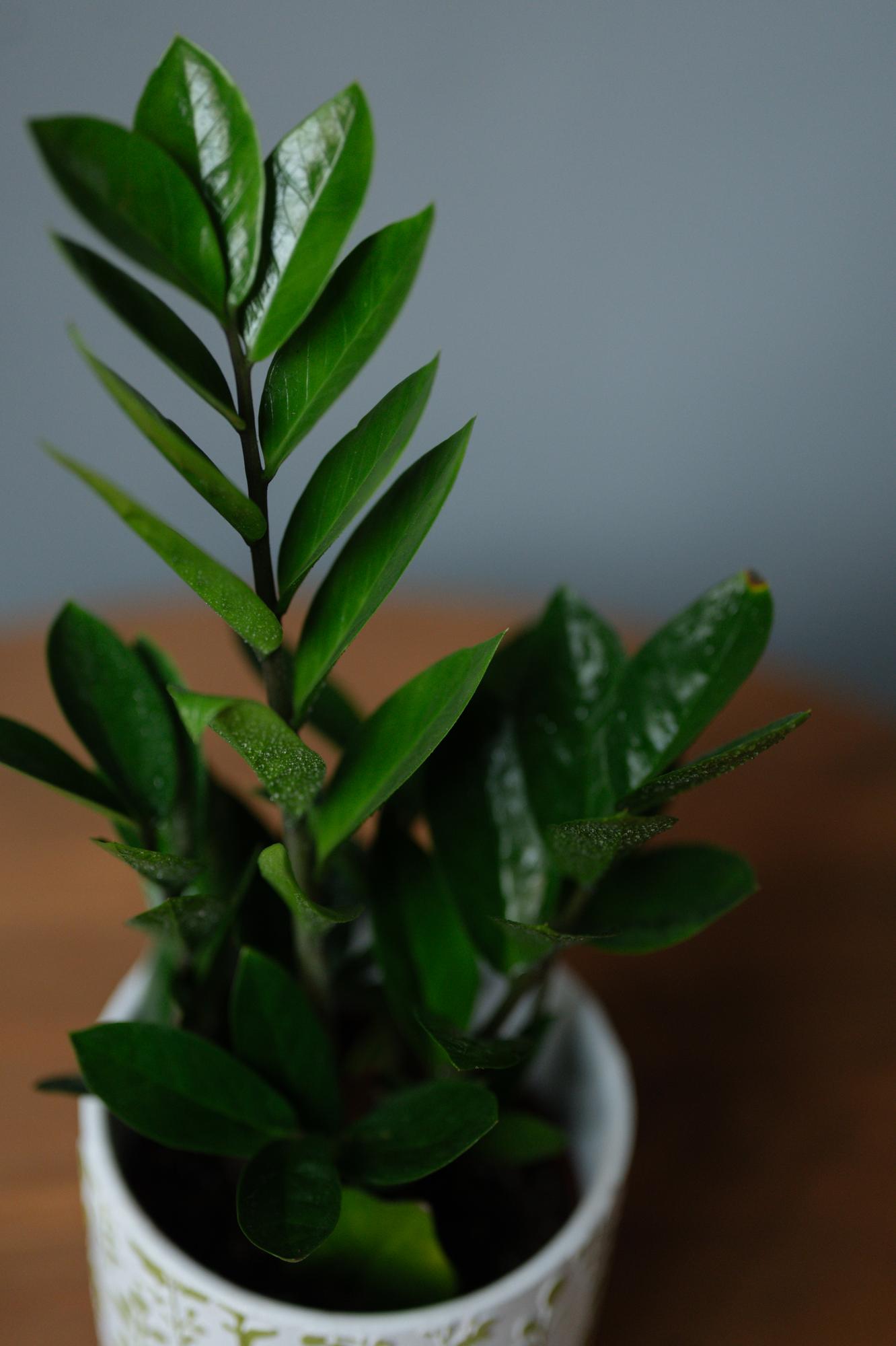 Замиокулькас