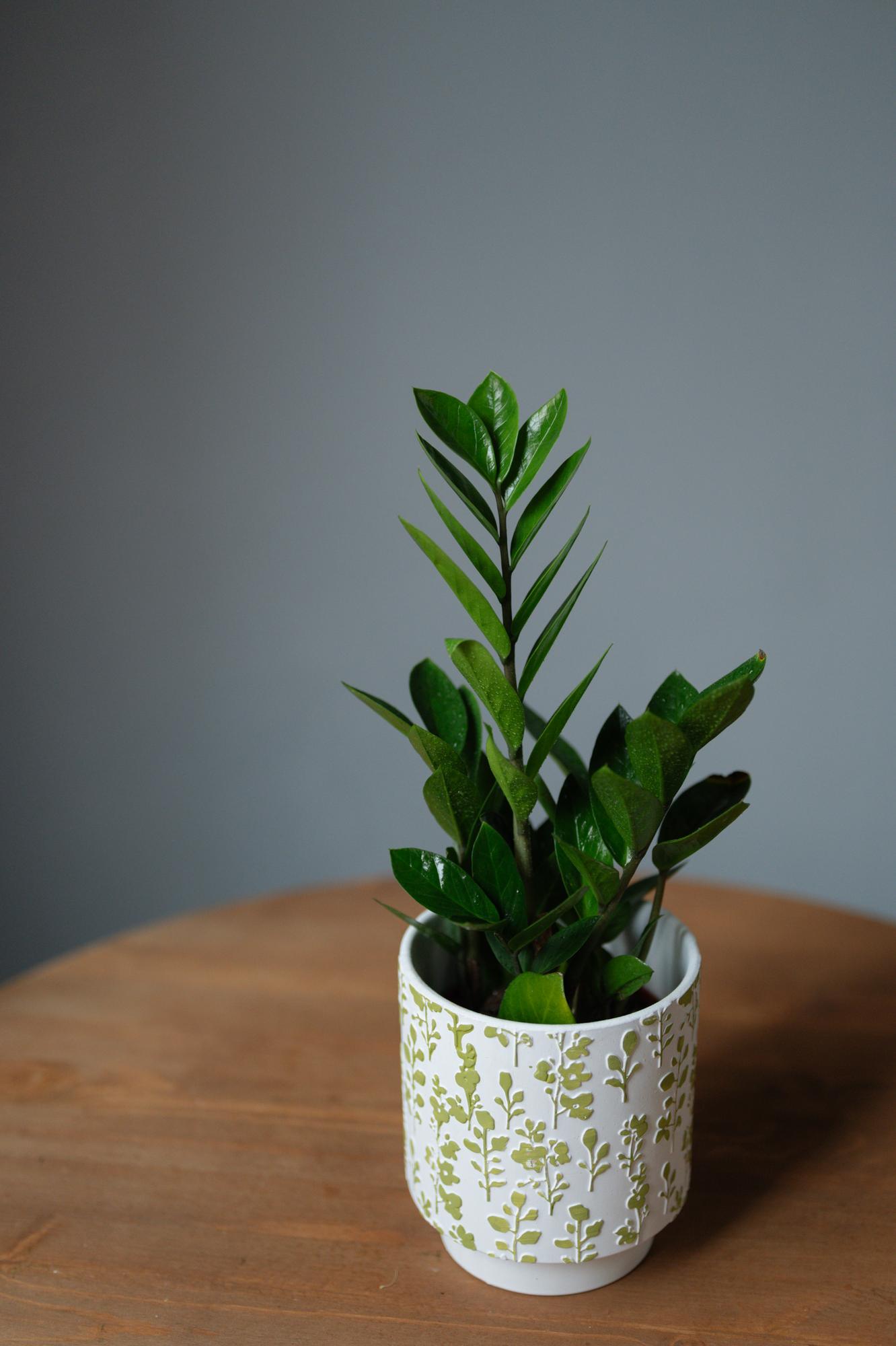 Замиокулькас