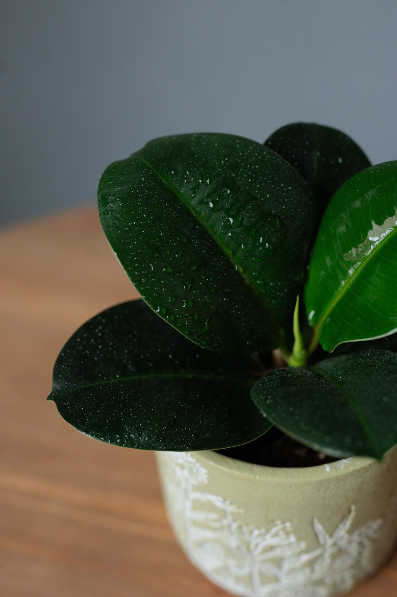 Фикус Эластика