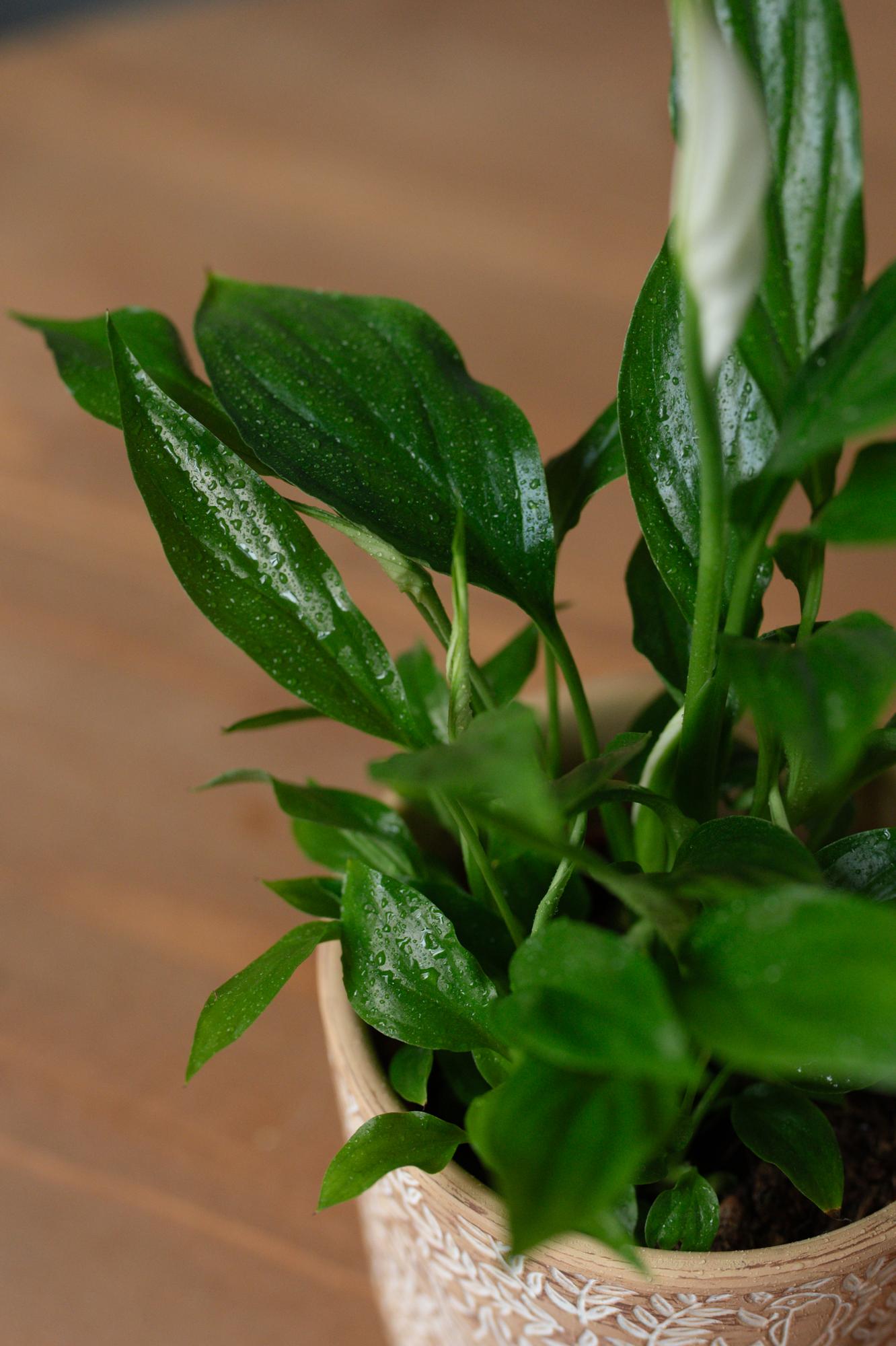 Спатифиллум