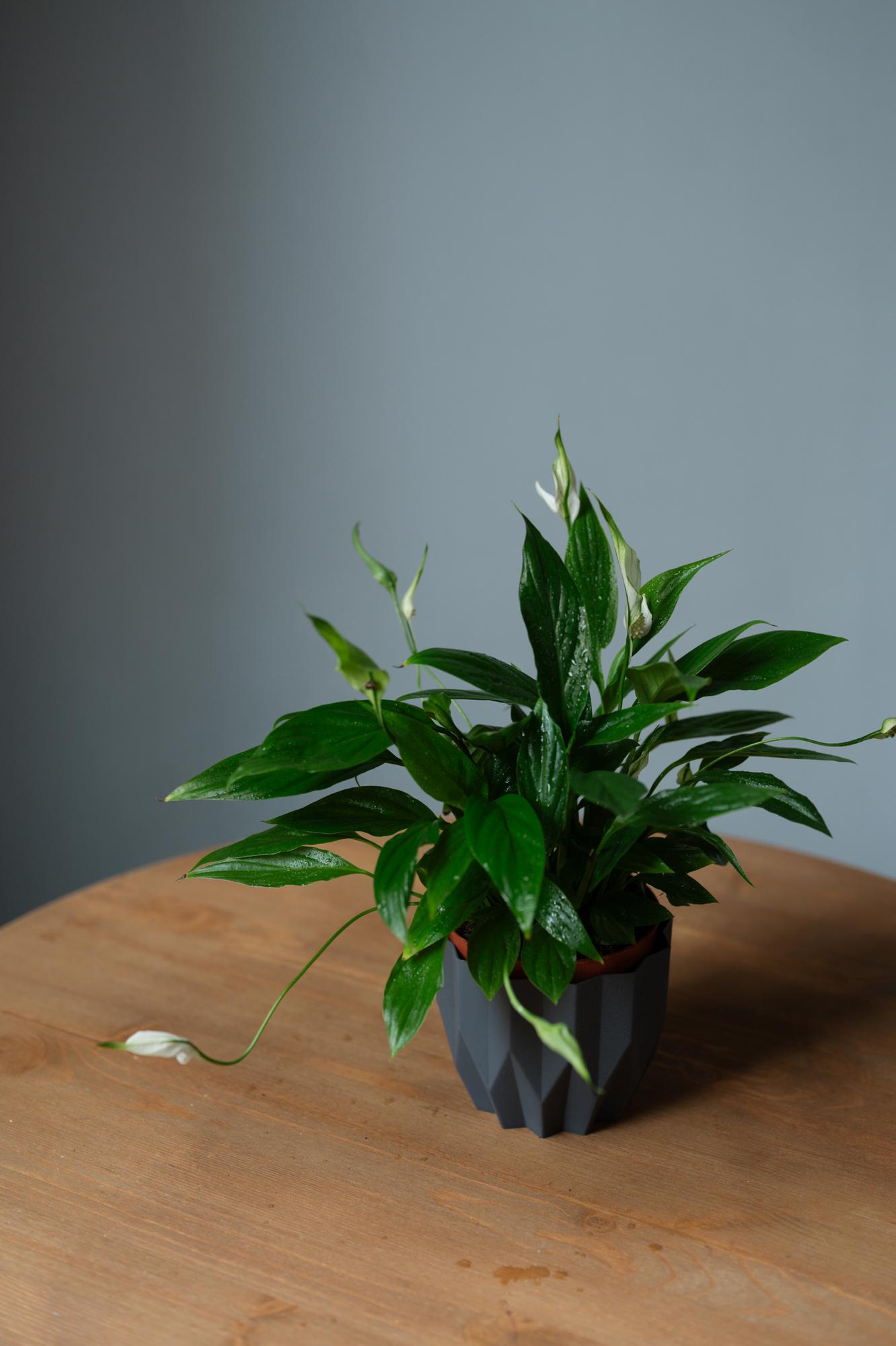 Спатифиллум