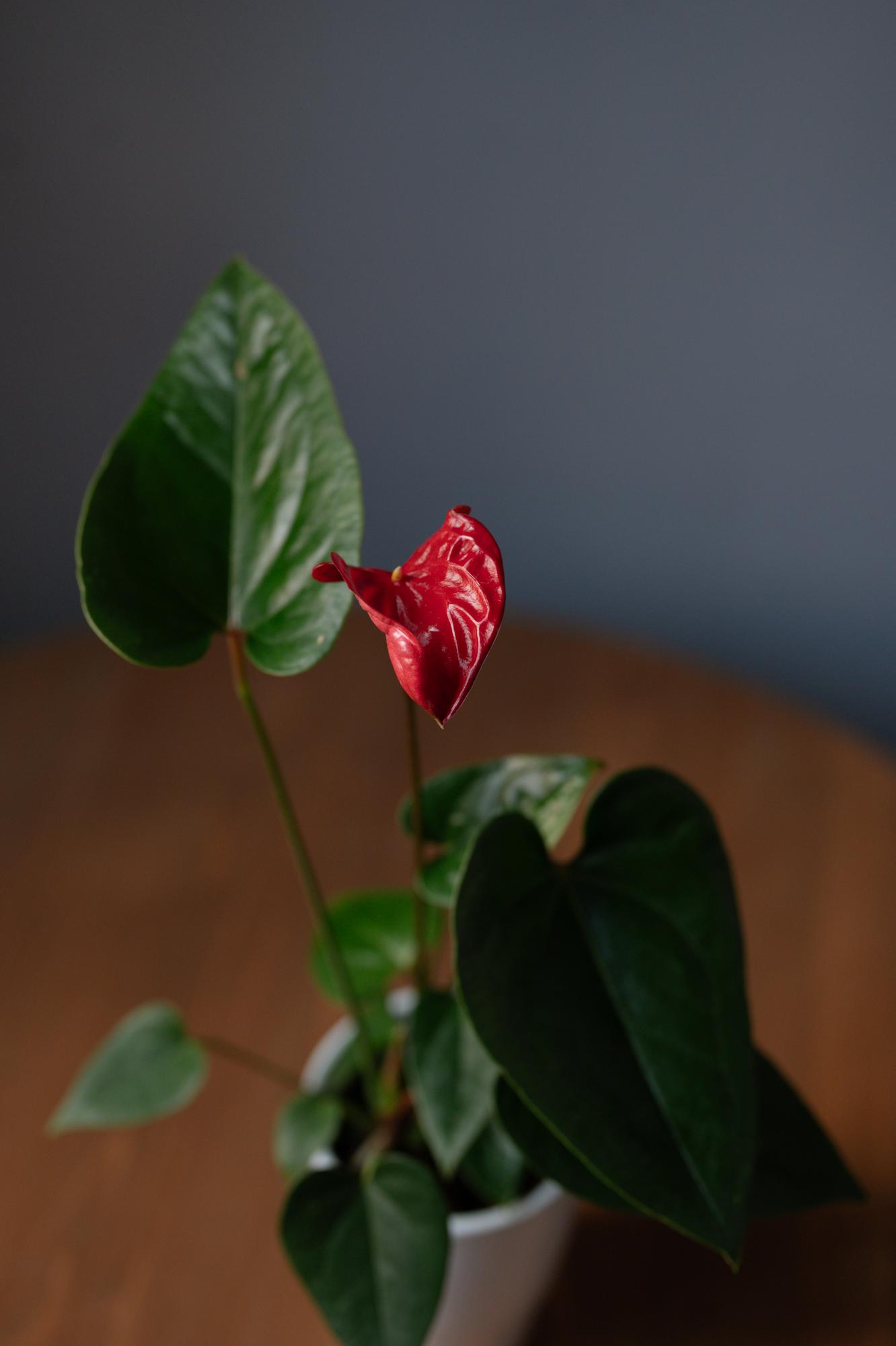 Антуриум Джамбо