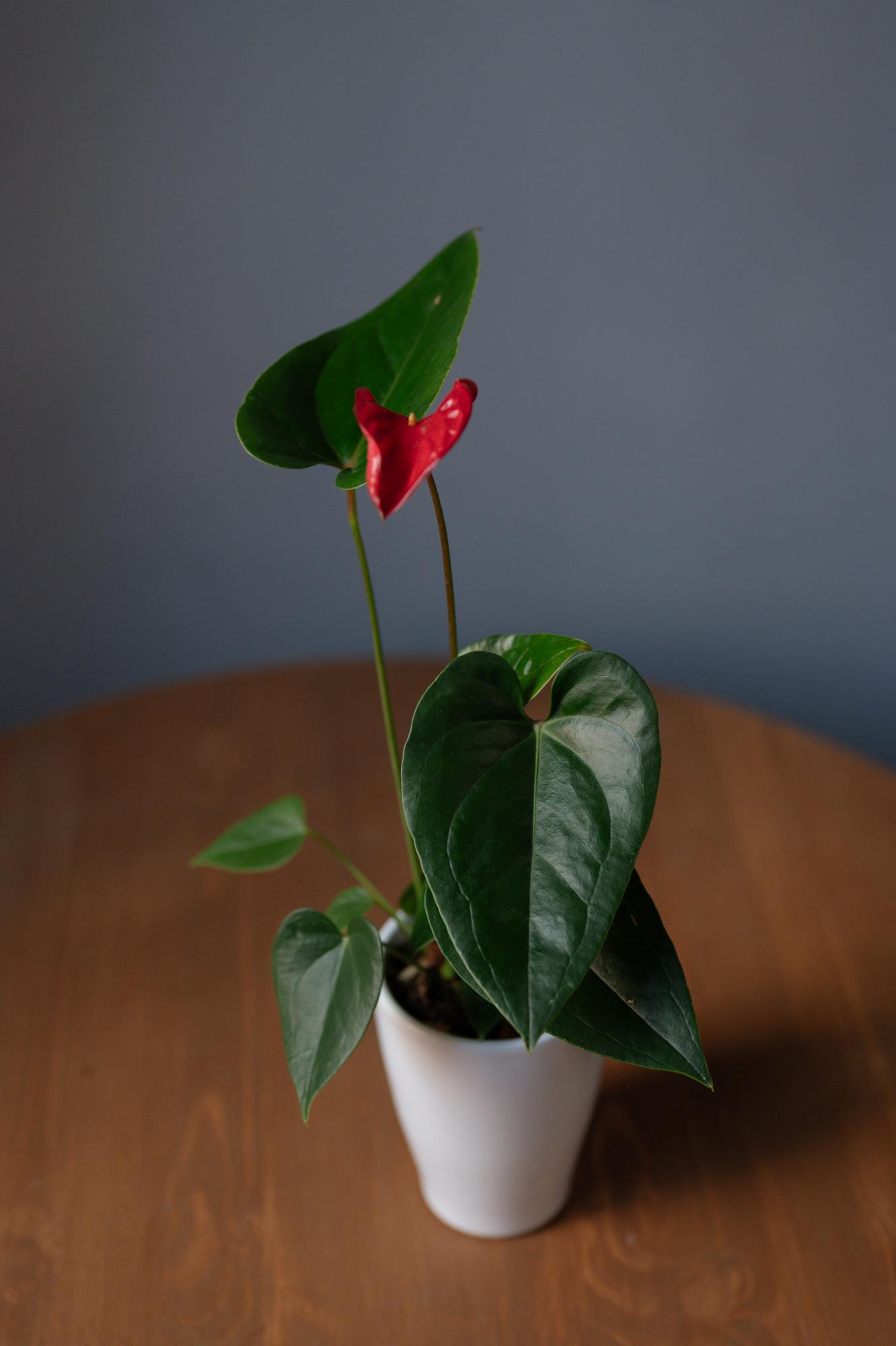 Антуриум Джамбо