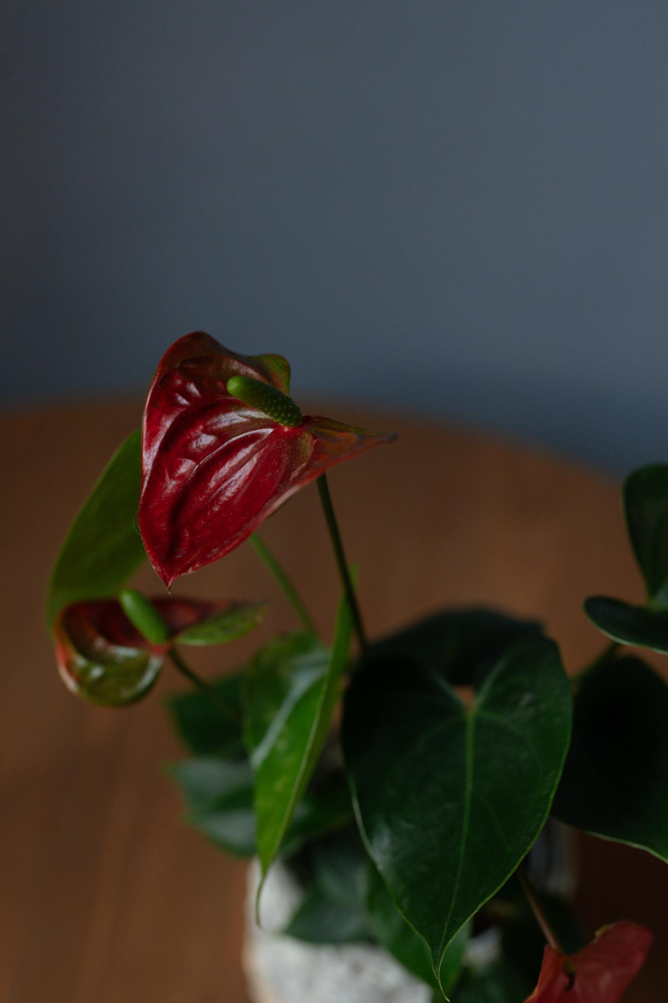 Антуриум Оранж