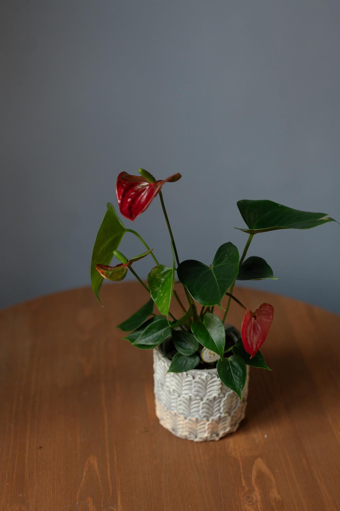 Антуриум Оранж