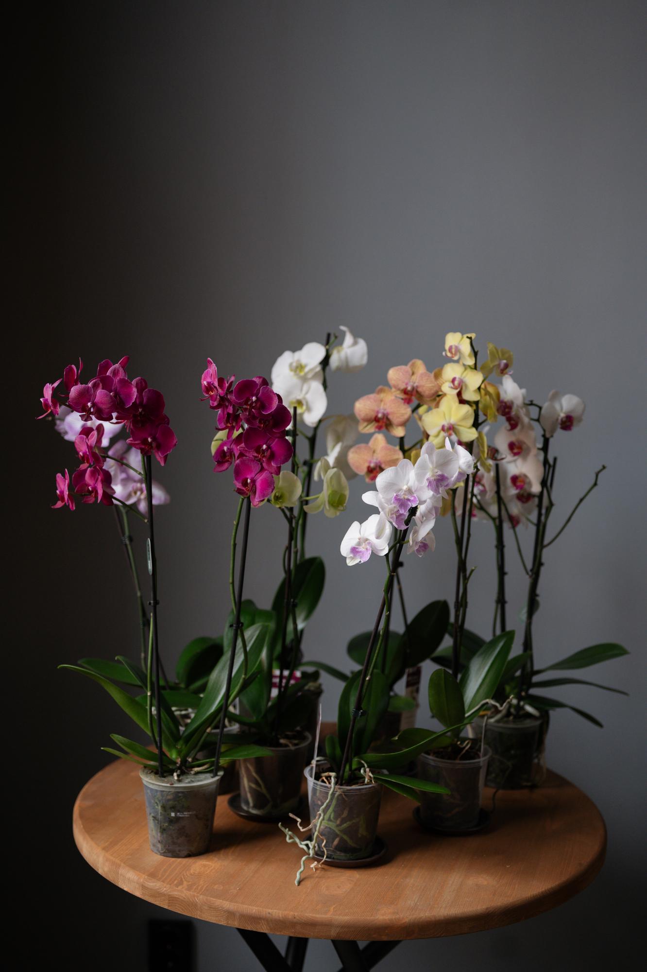 Фаленопсис (Орхидея)