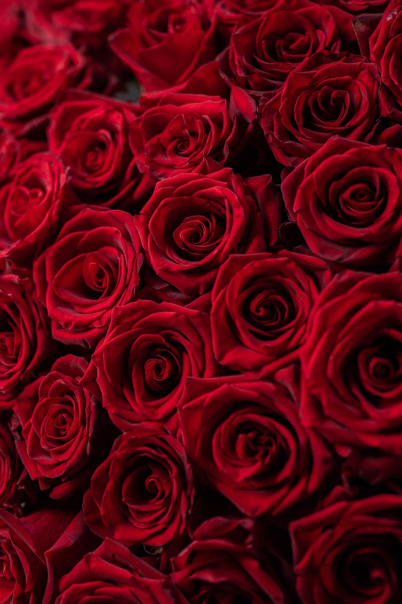 Моно-букет из красных эквадорских роз