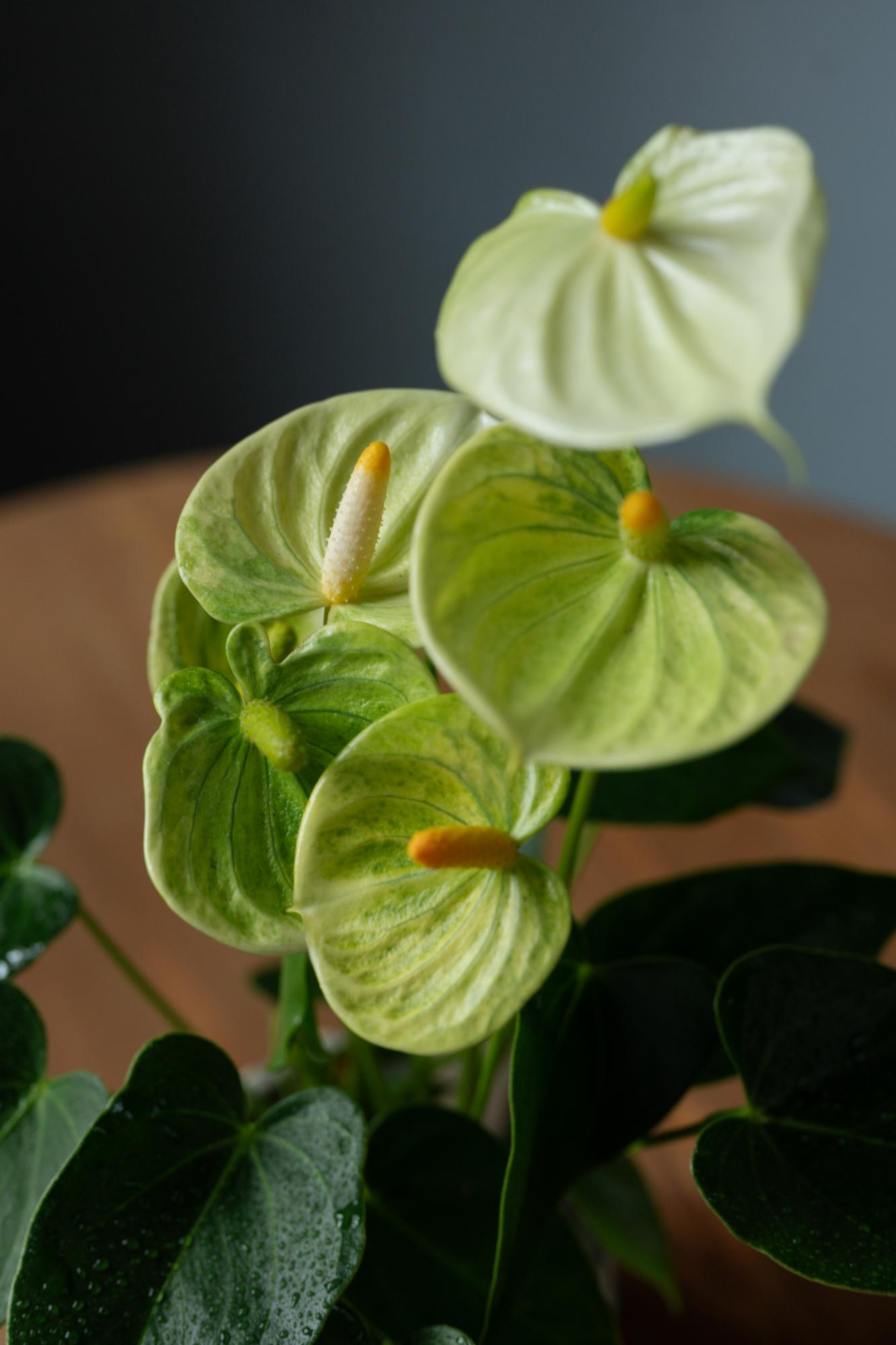 Антуриум Андре