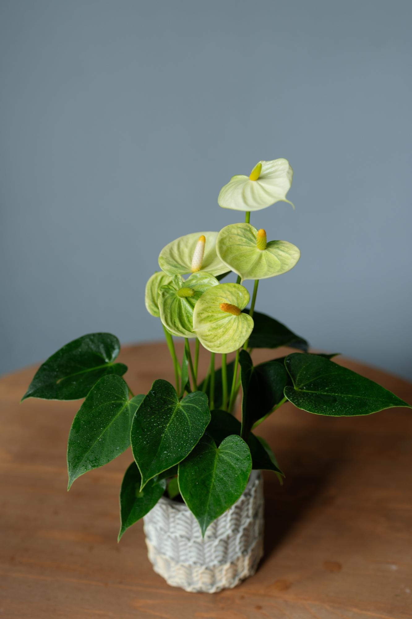 Антуриум Андре