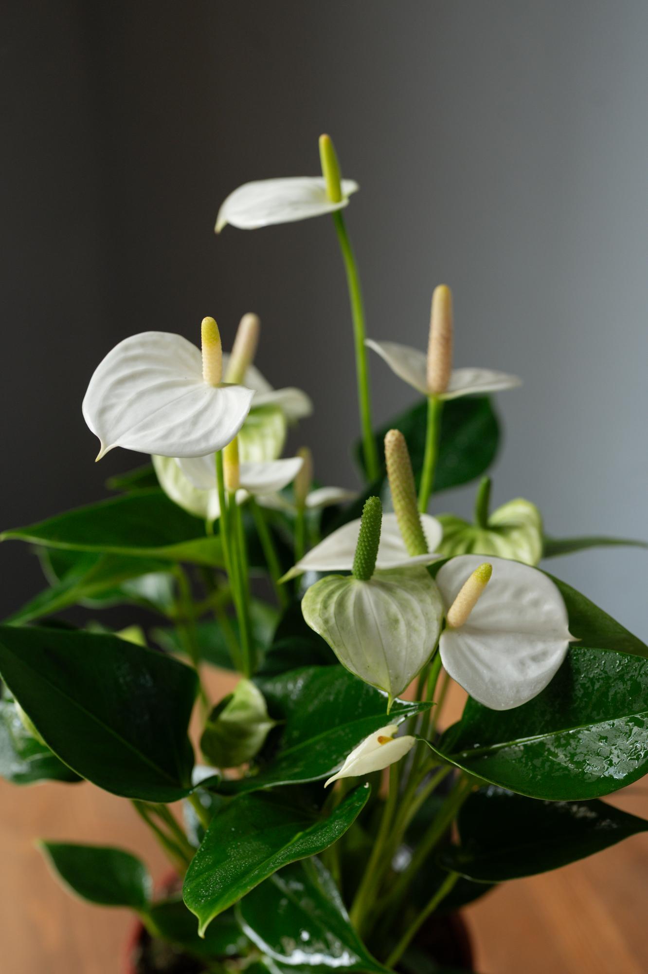 Антуриум Ариса Вайт