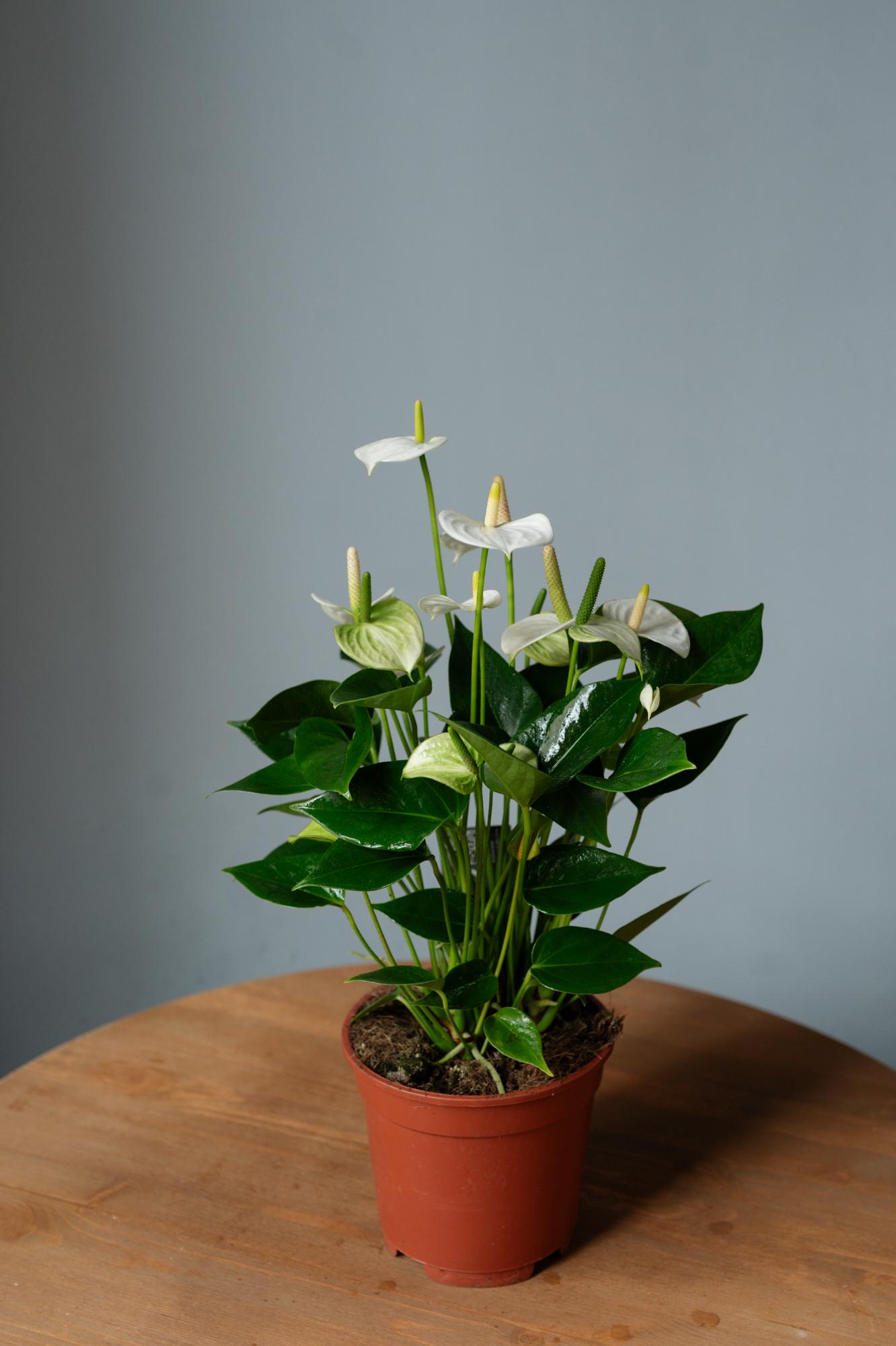 Антуриум Ариса Вайт