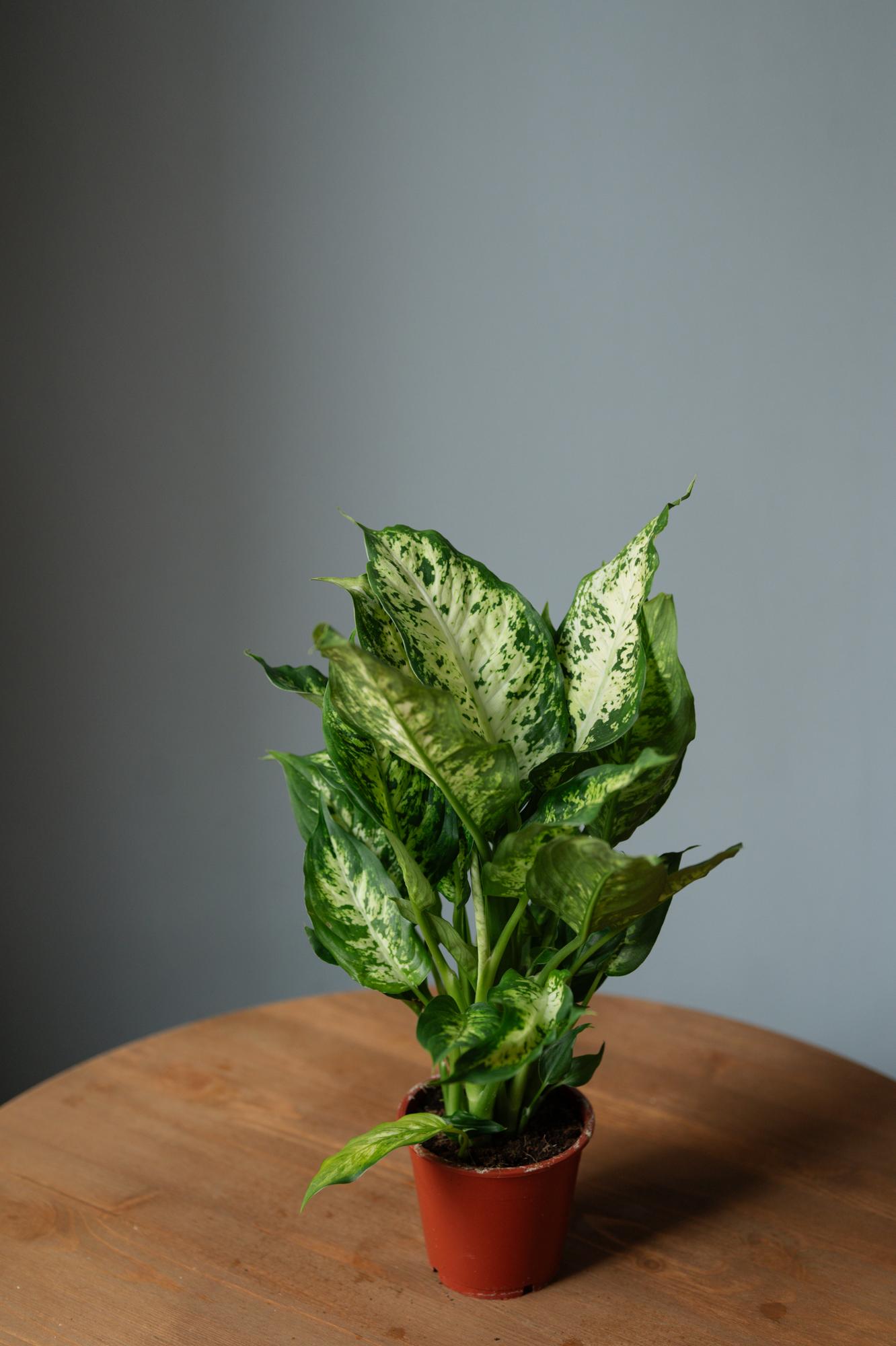 Диффенбахия