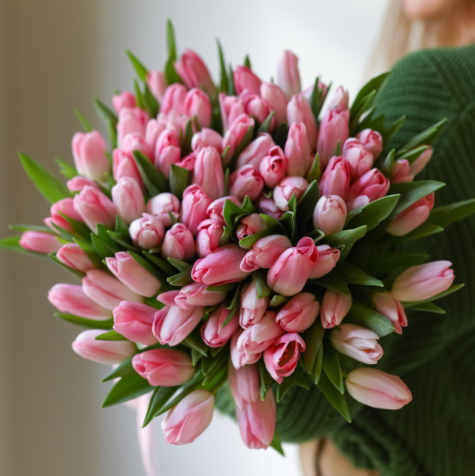 Тюльпаны "Династия"