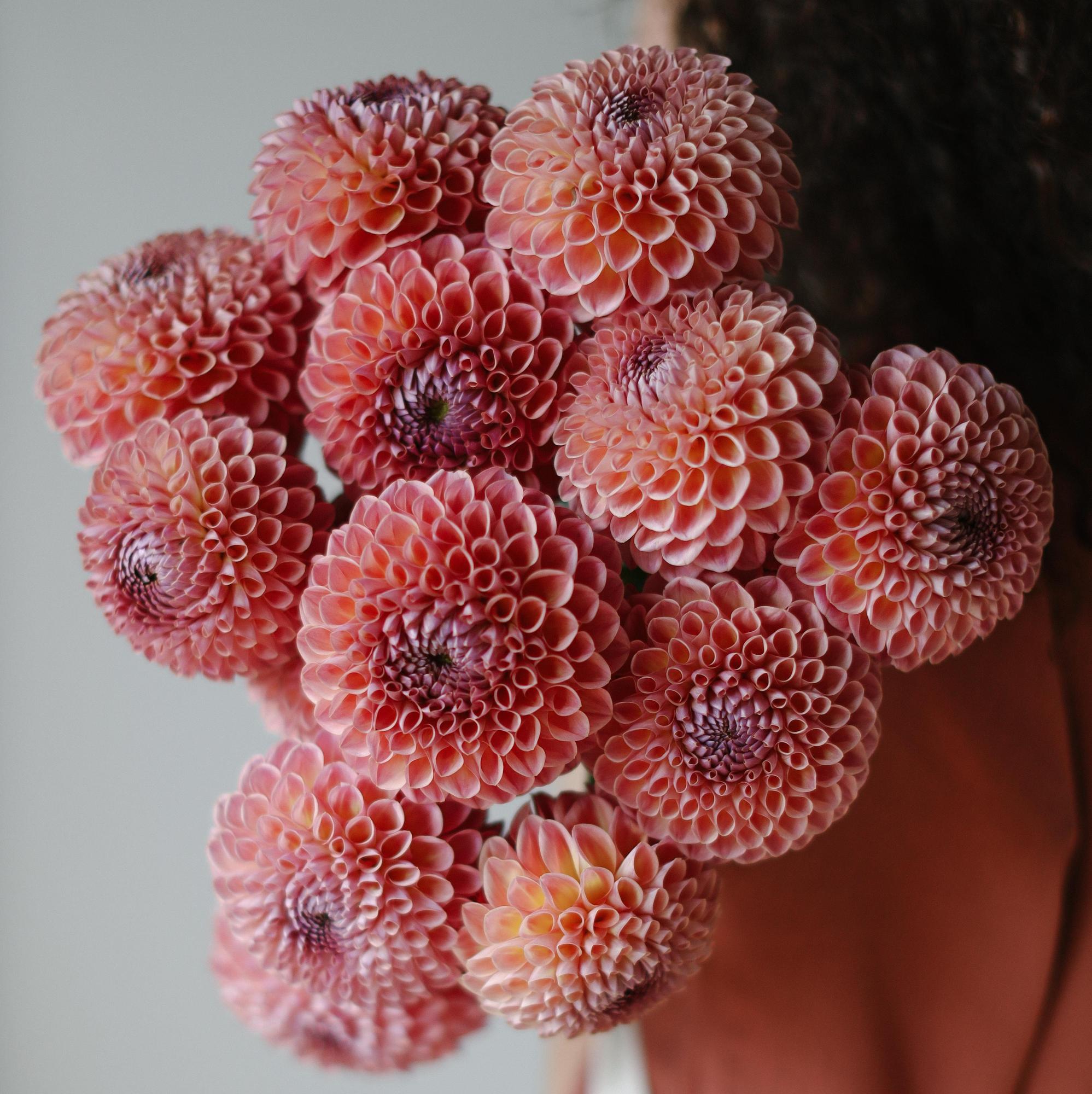 Георгины "Джови Винни"