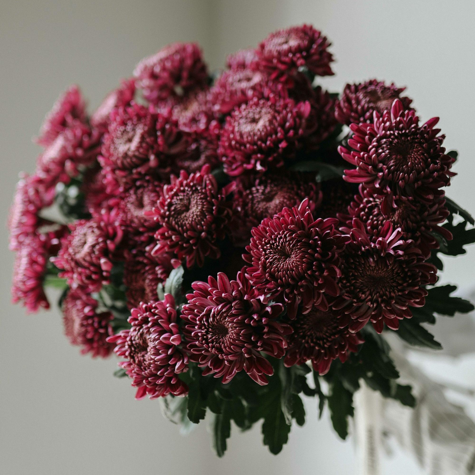 Хризантемы "Бигуди purple"