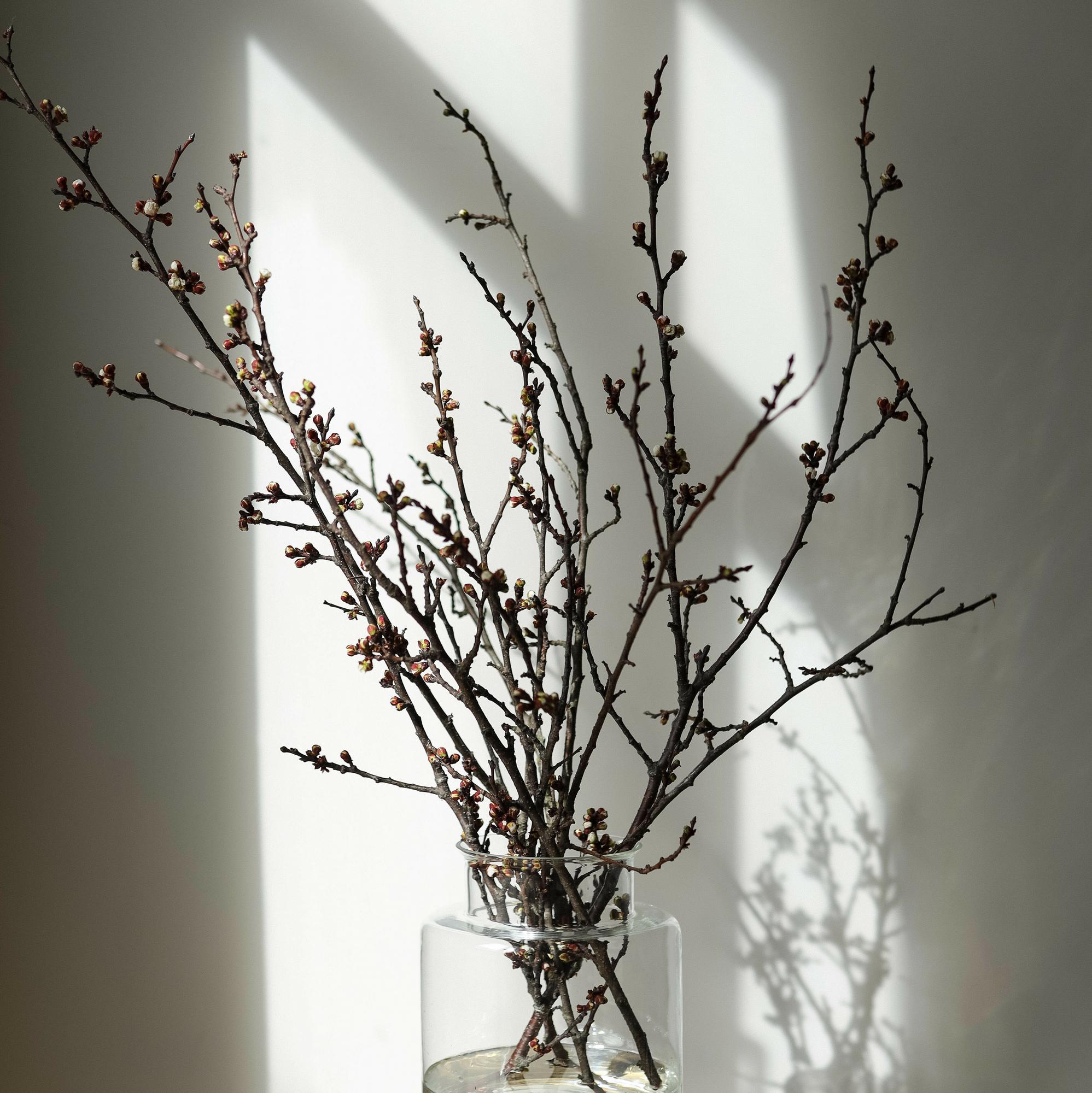 Цветущие ветки прунуса